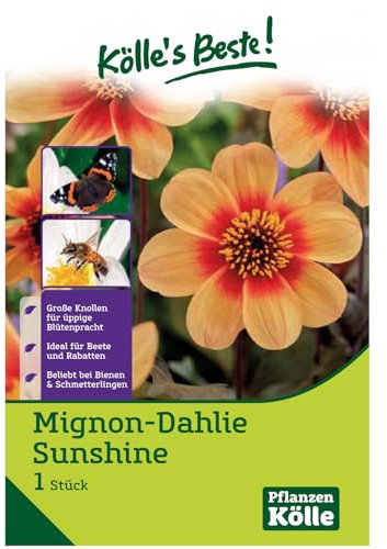 Mignondahlie 'Sunshine', orange, 1 Blumenknolle