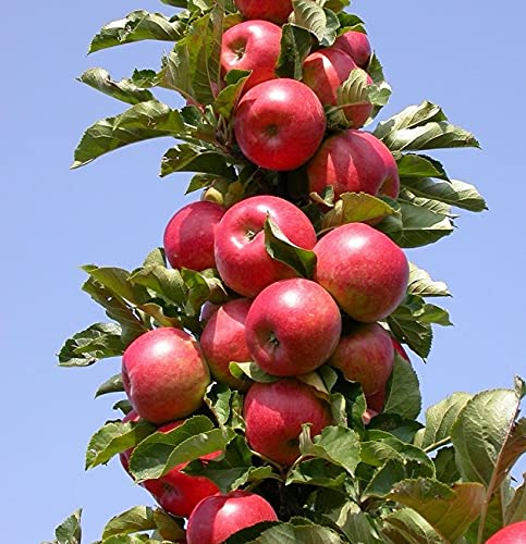 Säulenapfel `Rondo´, zweijährig, kübelgeeignet, 80-100cm im 7,5-Liter Topf