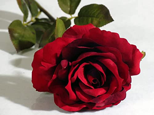 Rose Plants - Multi-Package - Hybrid Tea 'Deep Secret' - 2 x Full Plants in 5L Pots - Potted Plants - Red Rose - Red Rose Plants - Garden Ready + Ready to Plant - Premium Quality Plants