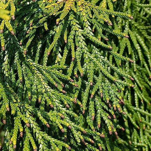 150 Pcs Zypresse Winterhart Exotische Zimmerpflanzen Säulenzypresse, Zypresse Samen Nachhaltige Geschenke, Bodendecker Pflanzen Winterhart Winterharte Pflanzen Garten Geschenk, Bonsai