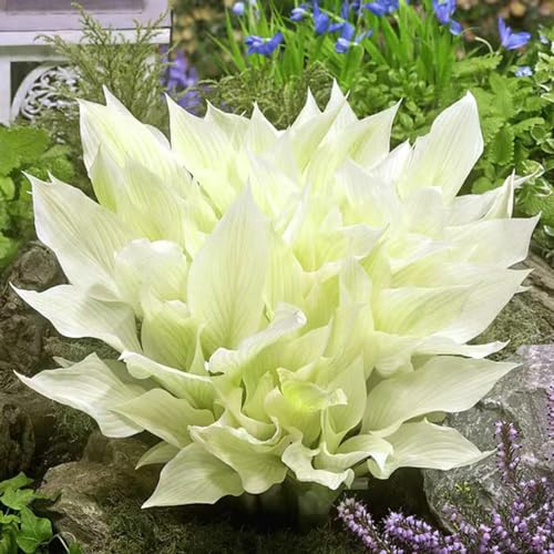 500 pcs funkien pflanze winterhart samen - Hosta plantaginea - blumensamen bienenwiese, mini gewächshaus fensterbank funkien samen kräuter samen, saatgut bienenfreundliche blumensamen,