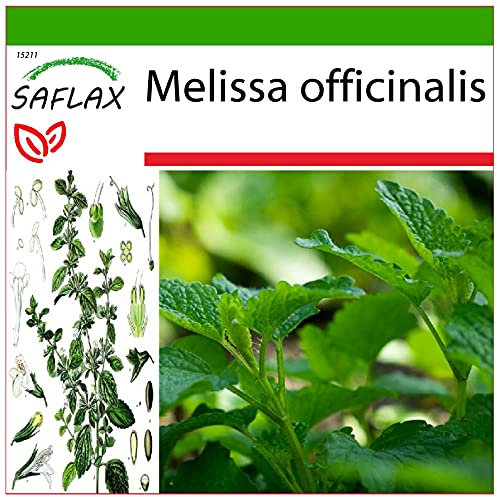SAFLAX - Erba limoncina - 150 semi - Con substrato - Melissa officinalis