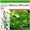SAFLAX - Melisa u hoja de limón - 150 semillas - Con sustrato estéril para cultivo - Melissa officinalis