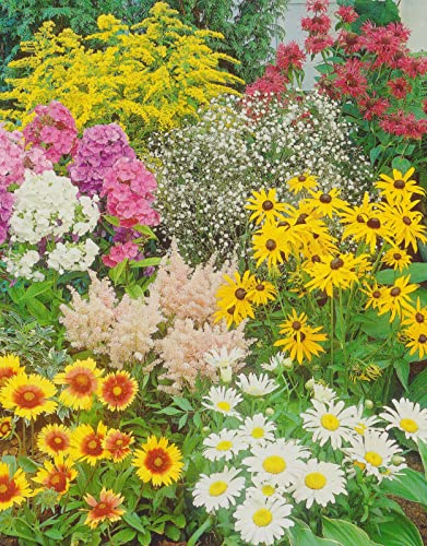 Buntes Stauden Paket Sommergarten mit 12 Pflanzen12 Wurzelstücke Winterhart Nr. 2