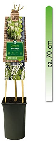 mgc24 Kletterpflanze Sichtschutz Heckenpflanze Rankpflanze Wisteria sinensis Alba, Weißer Chinesischer Blauregen im 2l-Container 1 Pflanze