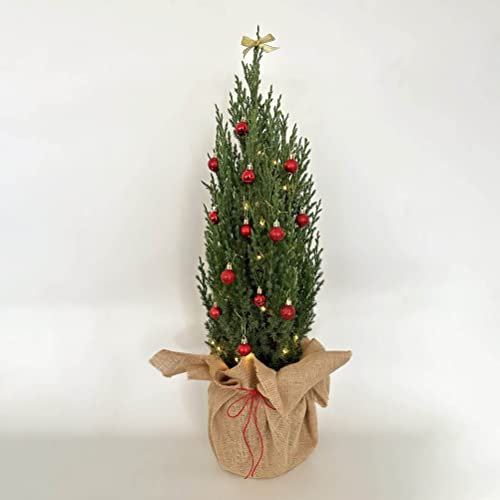 KENTIS - Mini Albero di Natale Vero con Addobbi a Scelta - Idea Regalo con Decorazione Famiglia Amici - Albero Piccolo da Addobbare - H 75-85 cm Vaso Ø 18 cm