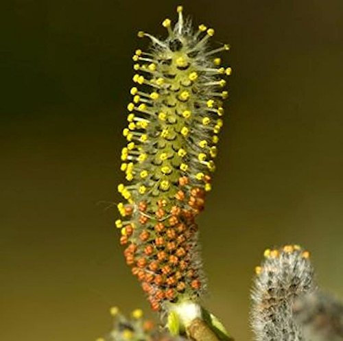 Kugelweide 100-125cm - Salix purpurea Nana - lebende Gartenpflanze aus den Baumschulen