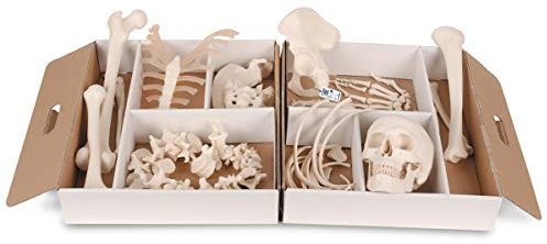 3B Scientific® Unmontiertes halbes Skelettmodell – Lebensgroße menschliche Knochen mit Hand & Fuß auf Nylon + Smart Anatomy App (5 Jahre Garantie)