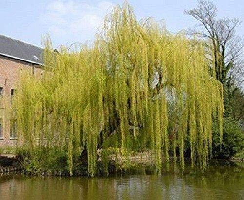Salix Chrysocoma Weeping Willow Tree 5-6ft Supplied in a 7.5 Litre Pot by DirectPlants™