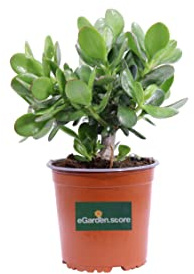 Pianta di Crassula diverse varietà pianta grassa da interno pianta succulente ornamentale vera venduta da eGarden.store (Crassula Ovata Albero di Giada v.15 cm)