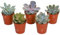 LOT DE 5 ECHEVERIA MIXTES PLANTES D'INTÉRIEUR DÉCORATIVES POUR LA MAISON EN POT CULTURE FACILE