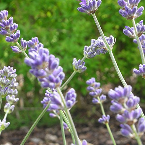 Blumixx Stauden Lavandula angustifolia 'Munstead' - Garten-Lavendel im 0,5 Liter Topf blauviolett blühend