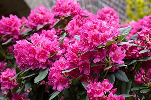 Rhododendron 'Dr.H.C.Dresselhuys' - Winterharte Gartenpflanze, Blühende Zierstrauch, Größe 60-70cm, Container 12L, Grün 2