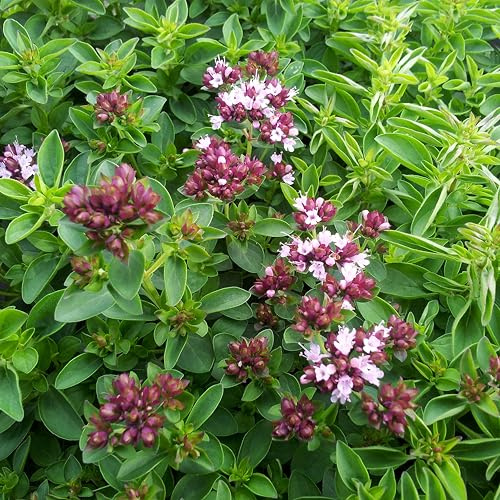 Bloomique - Set de 3 - Origanum vulgare ‘Compactum’ - Orégano ornamental (compacto) - Resistente al frío - Altura 10-20 cm - Maceta 9x9 cm