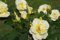 Müller Münchehof GmbH Bodendeckerrose in div. Farbnuancen – im Container Farbe Rosa