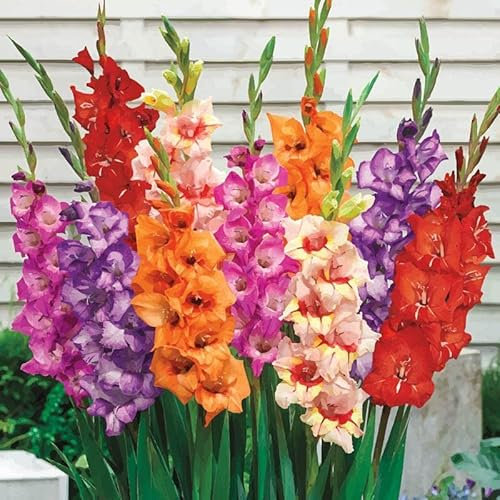 30 bulbos grandes de gladiolos de colores mezclados para primavera y verano, para jardín de flores