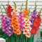 30 bulbos grandes de gladiolos de colores mezclados para primavera y verano, para jardín de flores