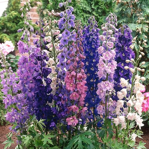 GardenersDream 5x Rittersporn Pflanzen im Topf – Blaue, Lila, Rosa, Rote und Weiße Bunte Gartenpflanzen – Säulenförmige Mehrjährige Blühpflanzen für Gartenborde (inkl. 11 cm Topf)