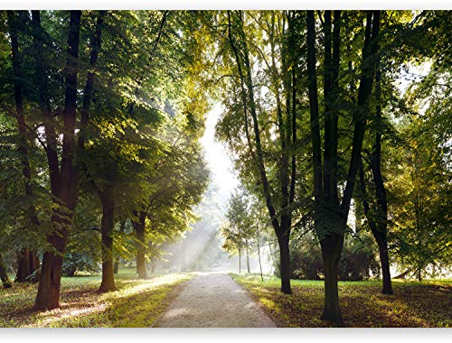murando - Fototapete XXL Weg 600x280 cm - Foto Tapete Schlafzimmer Wohnzimmer Moderne Vliestapete XXL Wandtapete Motivtapeten Bildtapete 3d Effekt Wand Dekoration - Park Natur Landschaft c-A-0102-x-f