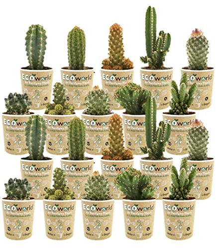 vdvelde.com - Ecoworld Mini Kakteen 20er Set - Verschiedene Arten, sehr pflegeleicht, benötigen wenig Wasser - Kaktus Topfgröße Ø 6 cm - Pflanzenhöhe 8-15 cm