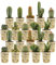vdvelde.com - Ecoworld Mini Kakteen 20er Set - Verschiedene Arten, sehr pflegeleicht, benötigen wenig Wasser - Kaktus Topfgröße Ø 6 cm - Pflanzenhöhe 8-15 cm