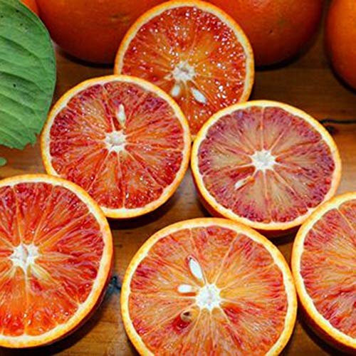 Portal Cool 20pcs: Naranjas de Valencia Gran Sangre frutas de naranja Navel Semilla Inicio Jardín Ãrbol de la planta 20PC
