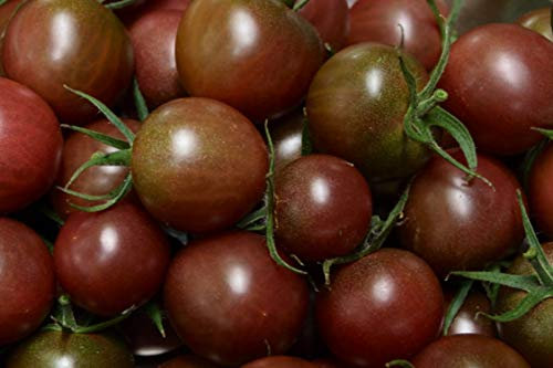 35 Graines de Tomate Cerise Black Cherry - légumes semis potager - méthode BIO