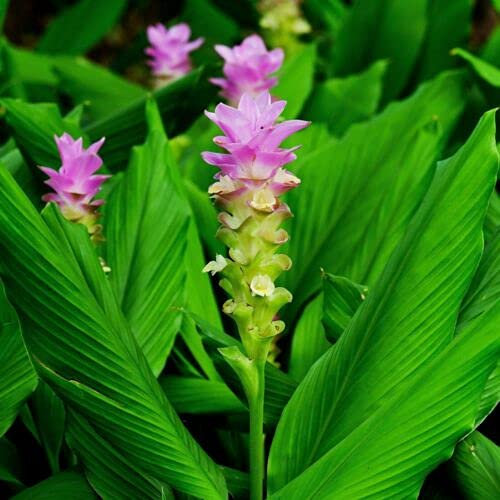 50 Semillas de cúrcuma Regalos sostenibles de cúrcuma Semillas de hierbas silvestres Plantas resistentes Balcón Semillas de hierbas Cubierta del suelo