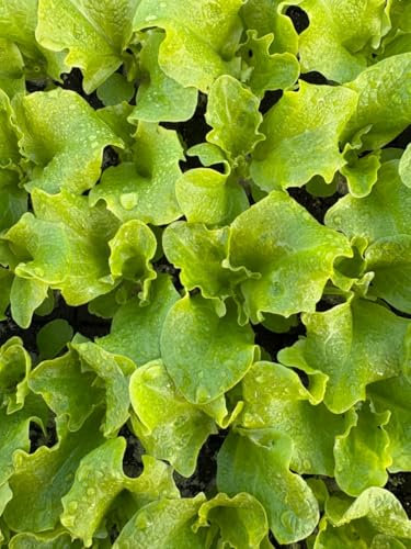 Pflücksalat Lollo Bionda, 10 Salat-Jungpflanzen, Lactuca sativa var. crispa, Frische Salatjungpflanzen