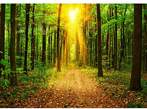 Runa Art Fototapete Wald Sonne Modern Vlies Wohnzimmer Schlafzimmer - Made in Germany - 308 x 220 cm Gelb Grün 9120010a
