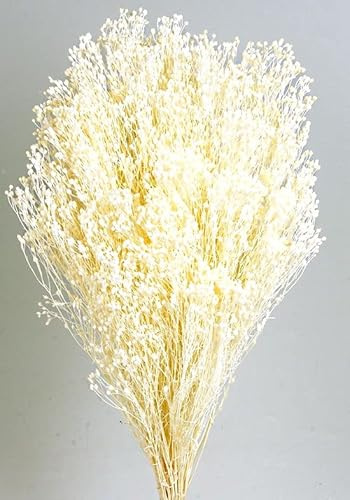 Douthwaites - Preserved Broom Blooms - White (100g)