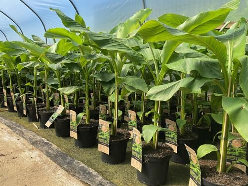 Direct Plants Musa Basjoo Fully Hardy Banana Fruit Tree 4-5ft Tall Extra Large