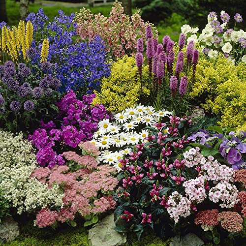 YouGarden Pack of 9 Mixed Winter Hardy Perennial Plants in 9cm Pots, Garden Ready Autumn Bedding Plants in 9cm Pots Extremely Hardy