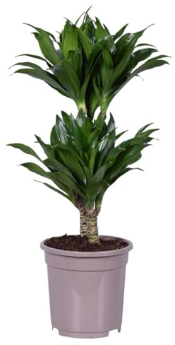Plant in a Box - Dracaena deremensis 'Compacta' - Drachenbaum - Zimmerpflanze - ⌀ 17 cm - Höhe 50 bis 65 cm
