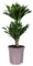 Plant in a Box - Dracaena deremensis 'Compacta' - Drachenbaum - Zimmerpflanze - ⌀ 17 cm - Höhe 50 bis 65 cm