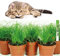 mgc24 Katzengras Cyperus zumula - Echtes Zyperngras im 12er Topf, fertig gewachsen ca. 20cm hoch - 5er Set