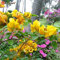 Neue echte blühende seltene blaue Pflanzen Bougainvillea Spectabilis Willd Bonsai Pflanzensamen 100 Partikel/Los