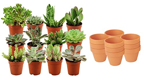 ZynesFlora Succulentes Naturelles en pot de fleurs terre cuite Ø 8.1 cm - Lot de 12 - Hauteur: 5-10 cm - Mélange de Succulentes Petite Variétés Diverses Plantes Grasses d'Intérieur