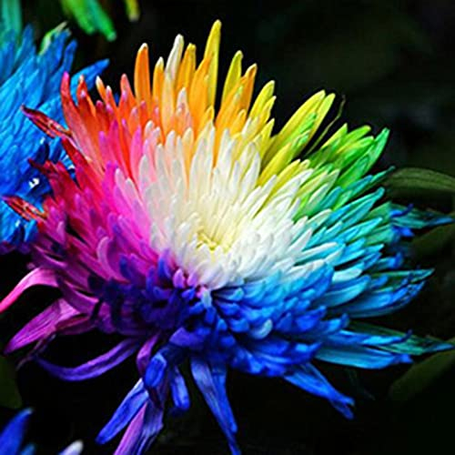 Haloppe 500 Stück Regenbogen-Chrysantheme, Blumen, Pflanzensamen für die Bepflanzung des Hausgartens, Balkon-Bonsai-Samen für den Garten Samen