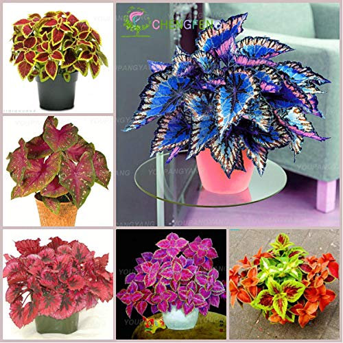 New 100 pieces Coleus Flower of the Seed Garden for Gardening Mix 5: Only Seeds