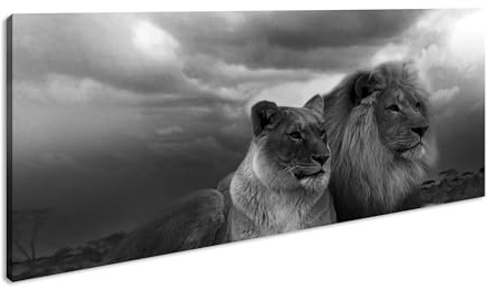 Leinwandbild Löwen in Afrika, ruhend im goldenen Gras der Savanne. Panorama Format: 120x60 cm Effekt: Schwarz&Weiß XXL Kunstdruck Bild auf Keilrahmen/Wandbild/Wohnzimmer Deko