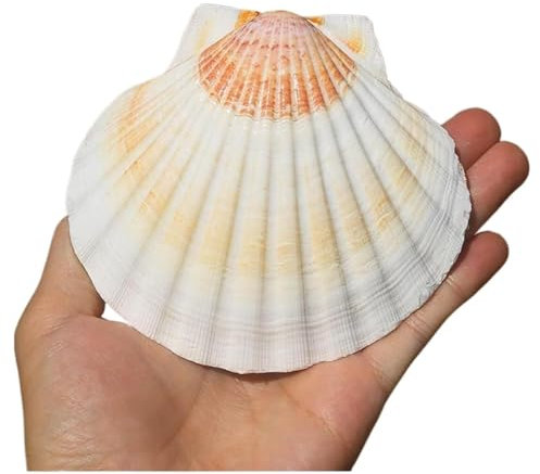 LuMOUzhou Grands Coquillages de conque naturels Coquilles Saint-Jacques Bicolores