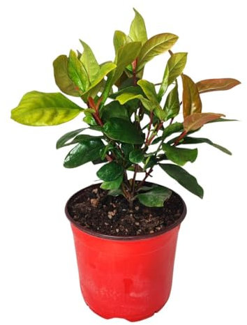 I Giardini di Giulia | Ixora Coccinea Ø18 H.40 | Pianta Tropicale da Interno ed Esterno | Fiori Vivaci, Elegante e Facile da Coltivare