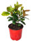 I Giardini di Giulia | Ixora Coccinea Ø18 H.40 | Pianta Tropicale da Interno ed Esterno | Fiori Vivaci, Elegante e Facile da Coltivare