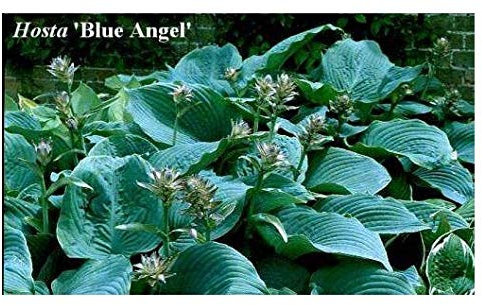 3 Hosta Blue Angel Plants