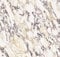 Marmor Tapete Gelb,40 x 1000cm Gelb Weiß Selbstklebende Tapete Marmoroptik Klebefolie Marmor Klebefolie Marmoroptik Vintage Möbelfolie Selbstklebend für Badezimmer Wohnzimmer Schlafzimmer Küche