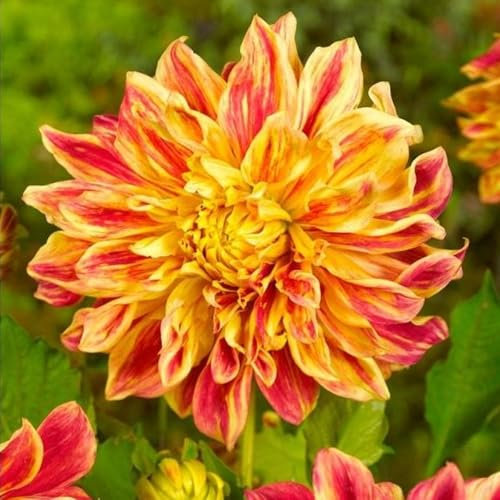 1 x Dahlia Decorative Explosion – Golden Yellow Colour with Red Bushes – Summer Flowering Bulb – Gives a Striking Appearance – Perennials – for Your Beautiful Garden