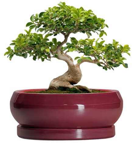 EPFamily Bonsai-Baumtöpfe 33 cm - Keramik-Bonsai-Töpfe mit Drainageloch und Untersetzer, große Sukkulententöpfe für den Innenbereich, runder Blumentopf für den Außenbereich, Flacher Übertopf