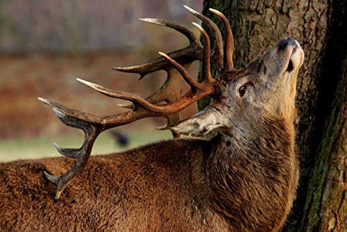 hansepuzzle 46414 - Hirsch Puzzle 2000 Teile | Tierwelt Puzzle mit hochwertiger Puzzle Aufbewahrung: Kartonbox und Wieder verschließbarem Beutel | Puzzle-Maße: 90 x 60 cm