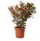 KENTIS - Photinia Fraseri Robusta Compacta - Piante Vere da Esterno Resistenti - Pianta da Siepe Ornamentale per Giardino - H 80-100 cm Vaso Ø 24 cm
